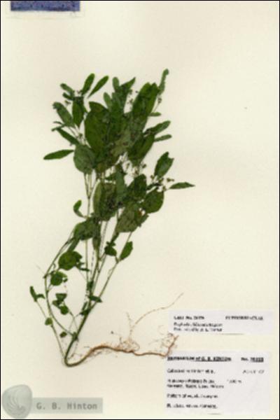 URN_catalog_HBHinton_herbarium_28158.jpg.jpg