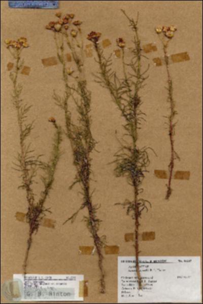 URN_catalog_HBHinton_herbarium_18285.jpg.jpg