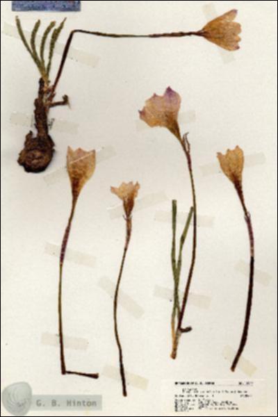 URN_catalog_HBHinton_herbarium_18942.jpg.jpg