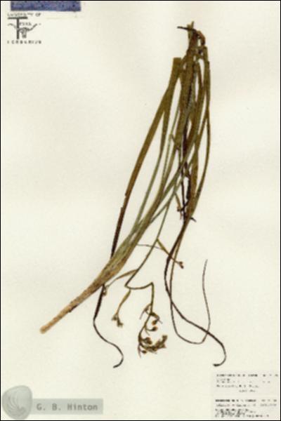 URN_catalog_HBHinton_herbarium_26509.jpg.jpg