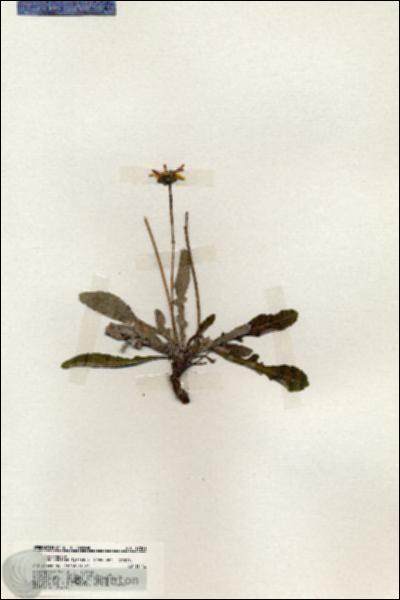URN_catalog_HBHinton_herbarium_19891.jpg.jpg