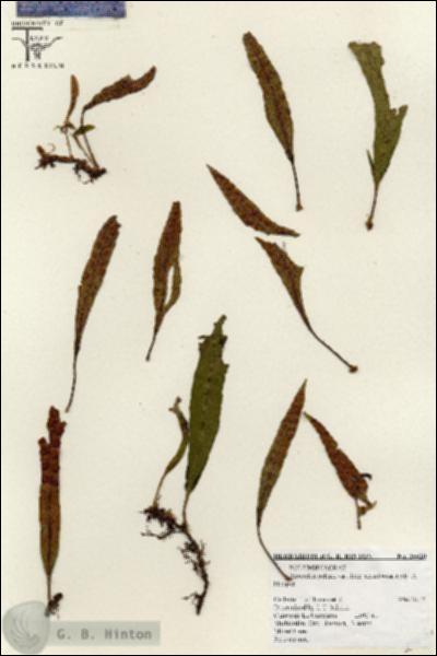 URN_catalog_HBHinton_herbarium_26620.jpg.jpg