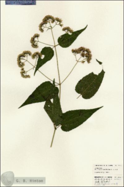 URN_catalog_HBHinton_herbarium_25012.jpg.jpg