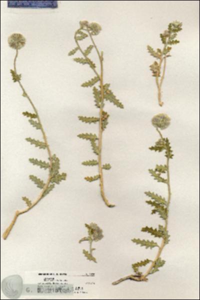 URN_catalog_HBHinton_herbarium_20935.jpg.jpg