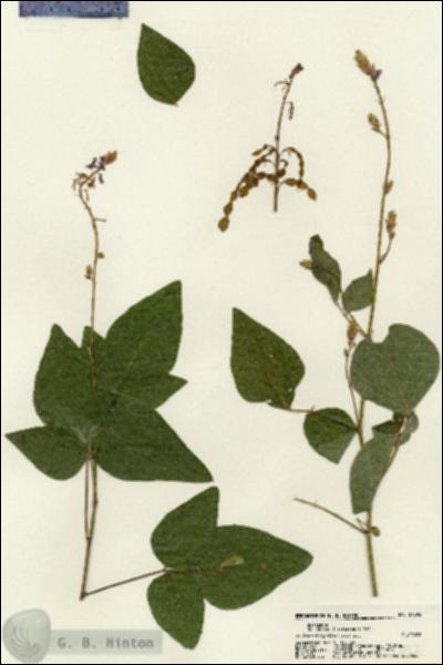 URN_catalog_HBHinton_herbarium_21392.jpg.jpg