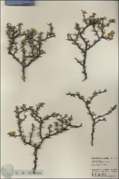 URN_catalog_HBHinton_herbarium_23187.jpg.jpg