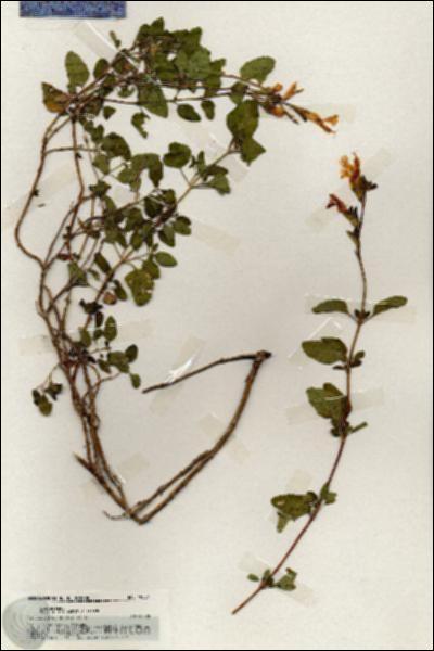 URN_catalog_HBHinton_herbarium_19881.jpg.jpg