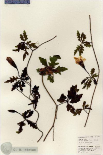 URN_catalog_HBHinton_herbarium_25479.jpg.jpg