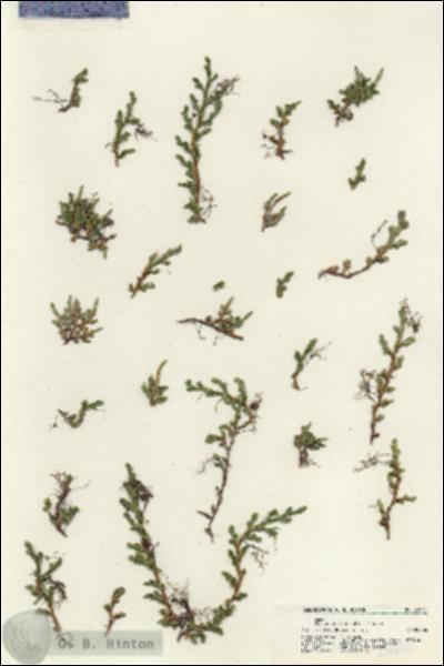 URN_catalog_HBHinton_herbarium_21441.jpg.jpg