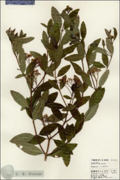 URN_catalog_HBHinton_herbarium_24340.jpg.jpg