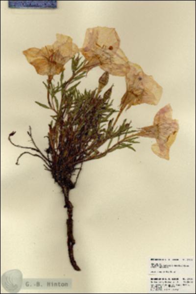 URN_catalog_HBHinton_herbarium_21905.jpg.jpg