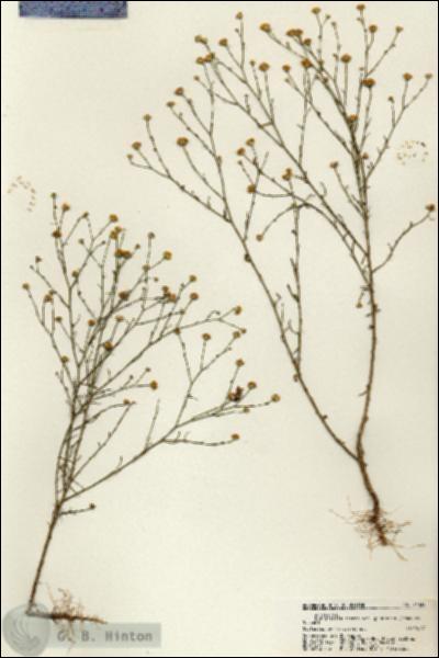 URN_catalog_HBHinton_herbarium_21334.jpg.jpg