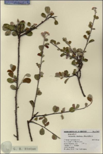 URN_catalog_HBHinton_herbarium_17665.jpg.jpg