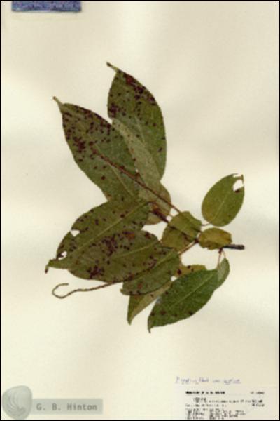 URN_catalog_HBHinton_herbarium_22563.jpg.jpg