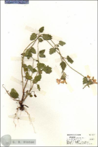 URN_catalog_HBHinton_herbarium_19342.jpg.jpg