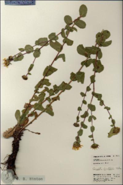 URN_catalog_HBHinton_herbarium_21316.jpg.jpg