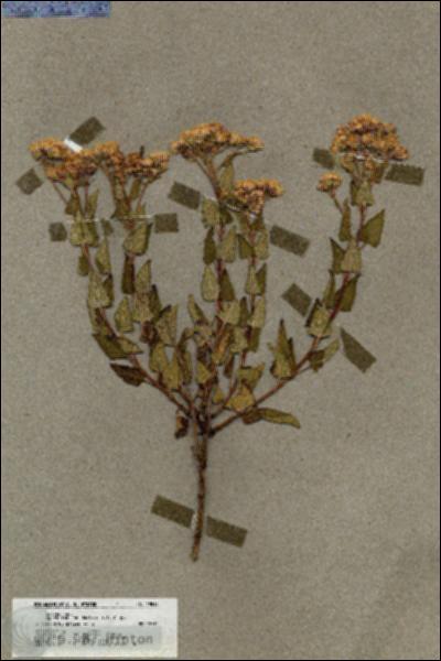URN_catalog_HBHinton_herbarium_19818.jpg.jpg