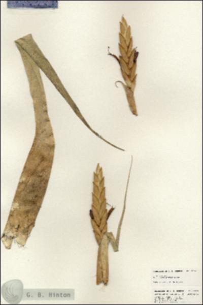 URN_catalog_HBHinton_herbarium_25169.jpg.jpg