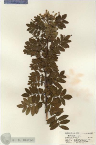 URN_catalog_HBHinton_herbarium_21747.jpg.jpg