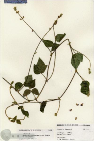URN_catalog_HBHinton_herbarium_24355.jpg.jpg
