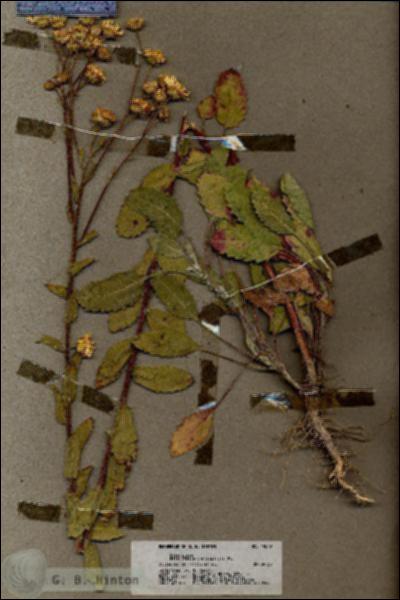 URN_catalog_HBHinton_herbarium_19849.jpg.jpg