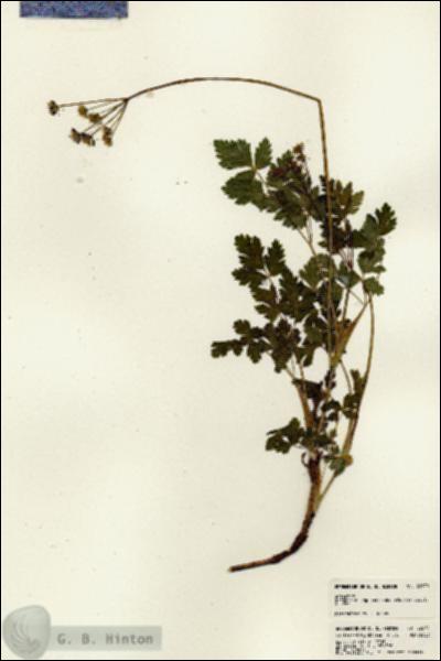 URN_catalog_HBHinton_herbarium_22970.jpg.jpg