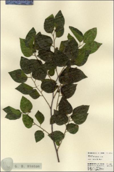 URN_catalog_HBHinton_herbarium_21957.jpg.jpg