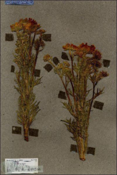 URN_catalog_HBHinton_herbarium_17025.jpg.jpg