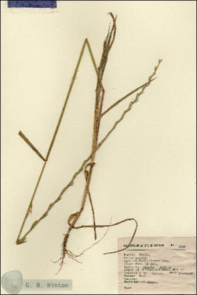 URN_catalog_HBHinton_herbarium_2836.jpg.jpg