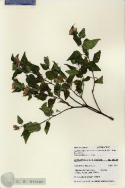 URN_catalog_HBHinton_herbarium_28149.jpg.jpg