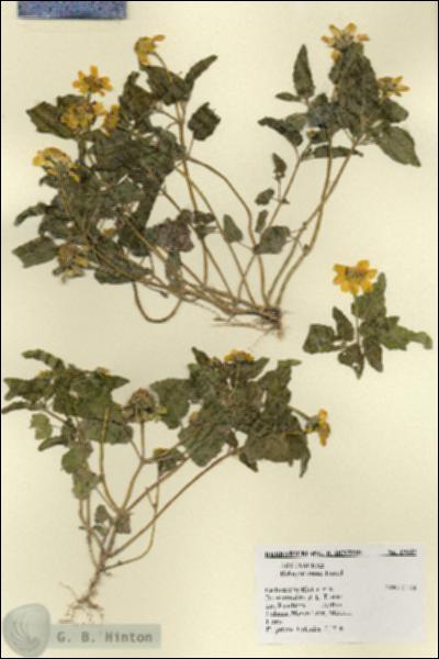 URN_catalog_HBHinton_herbarium_19642.jpg.jpg