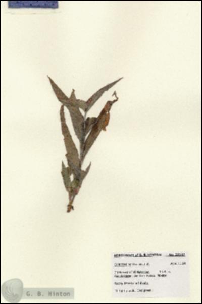 URN_catalog_HBHinton_herbarium_28547.jpg.jpg