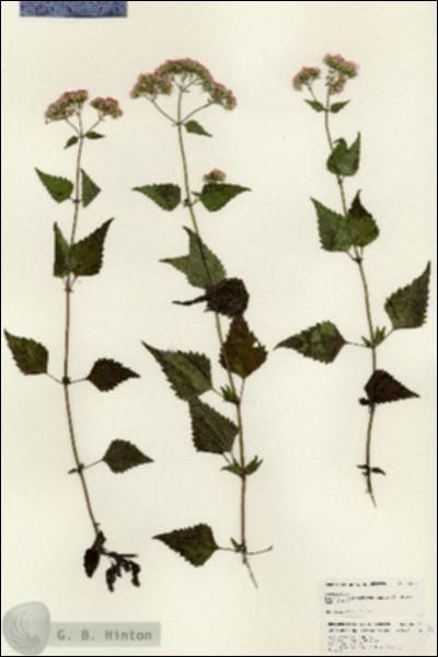 URN_catalog_HBHinton_herbarium_25024.jpg.jpg