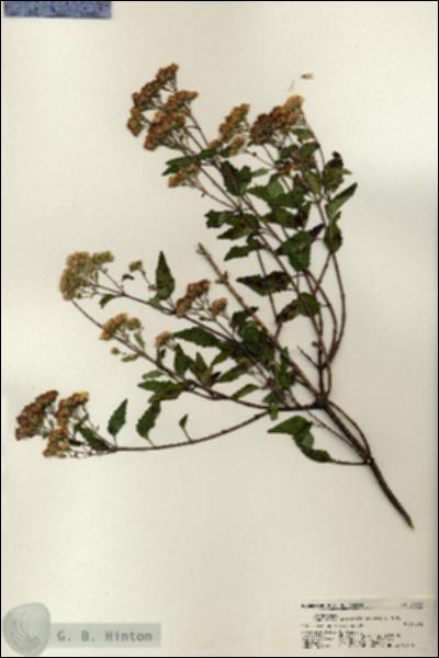 URN_catalog_HBHinton_herbarium_21706.jpg.jpg