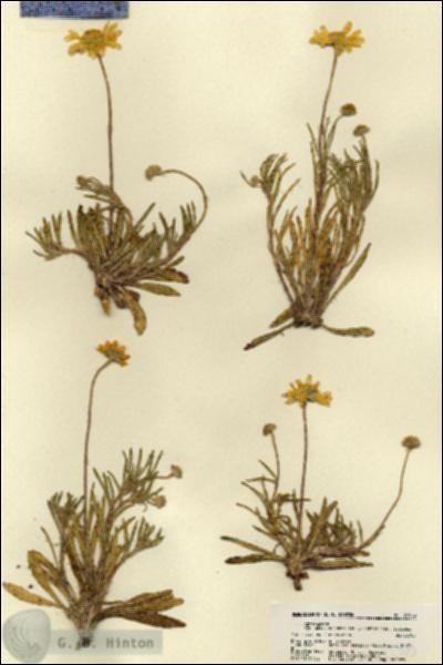 URN_catalog_HBHinton_herbarium_21903.jpg.jpg
