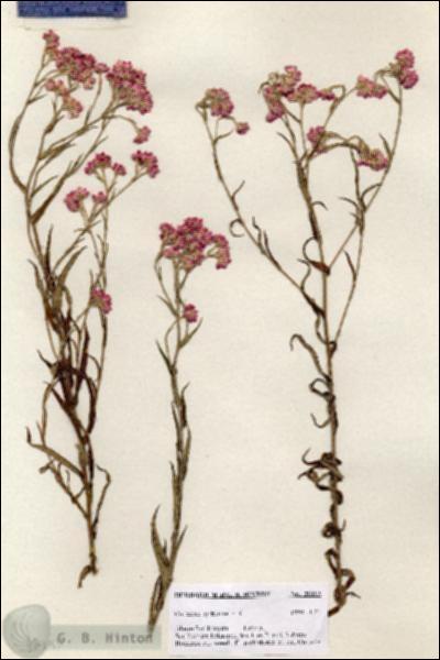 URN_catalog_HBHinton_herbarium_20893.jpg.jpg