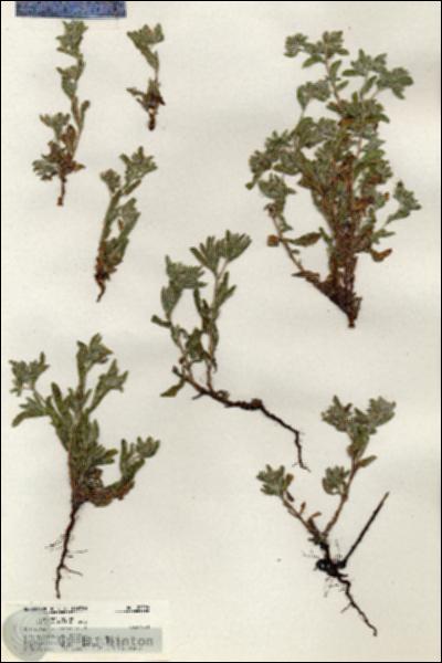 URN_catalog_HBHinton_herbarium_20596.jpg.jpg