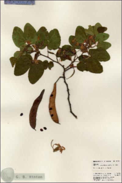 URN_catalog_HBHinton_herbarium_24230.jpg.jpg