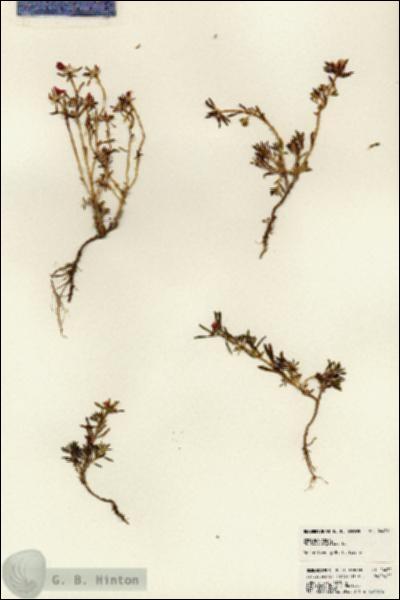 URN_catalog_HBHinton_herbarium_24432.jpg.jpg