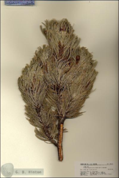 URN_catalog_HBHinton_herbarium_22423.jpg.jpg