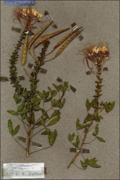 URN_catalog_HBHinton_herbarium_17622.jpg.jpg