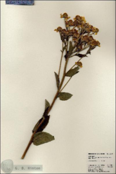 URN_catalog_HBHinton_herbarium_23800.jpg.jpg