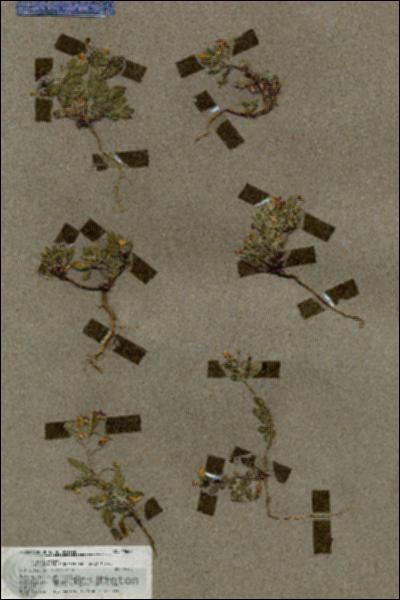 URN_catalog_HBHinton_herbarium_19607.jpg.jpg