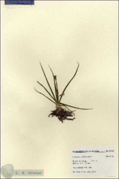 URN_catalog_HBHinton_herbarium_27642.jpg.jpg