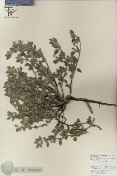 URN_catalog_HBHinton_herbarium_25871.jpg.jpg