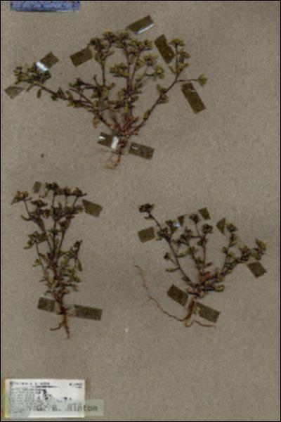 URN_catalog_HBHinton_herbarium_18915.jpg.jpg