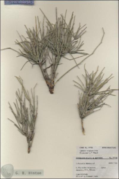 URN_catalog_HBHinton_herbarium_25728.jpg.jpg