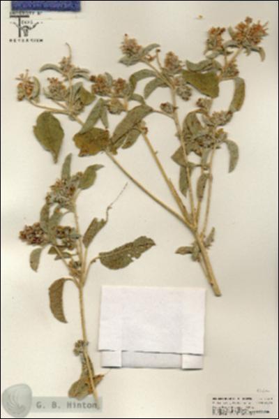 URN_catalog_HBHinton_herbarium_25661.jpg.jpg