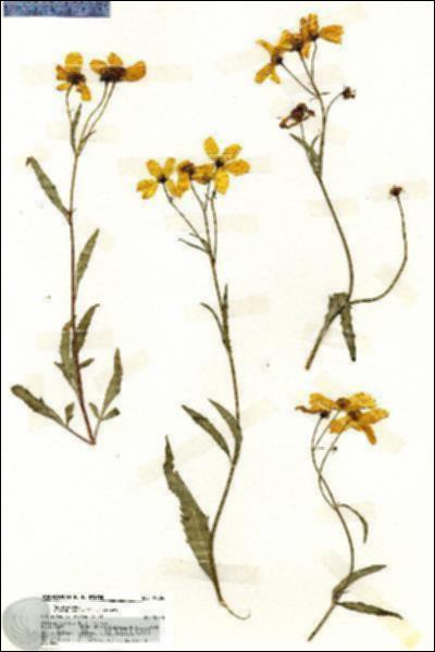 URN_catalog_HBHinton_herbarium_19884.jpg.jpg