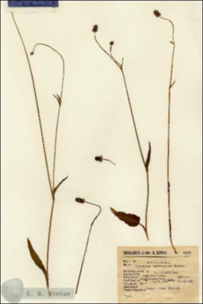 URN_catalog_HBHinton_herbarium_8377.jpg.jpg